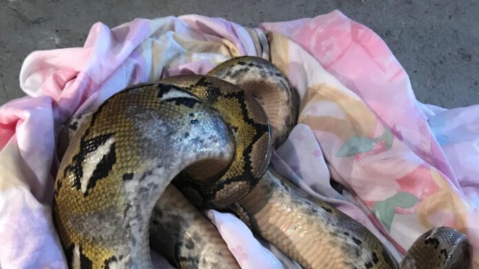 Second 10ft python found in country lane (Picture)